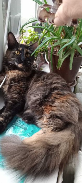 Продаются шикарные чистокровные девочки Мейн-Куны черепахового цвета