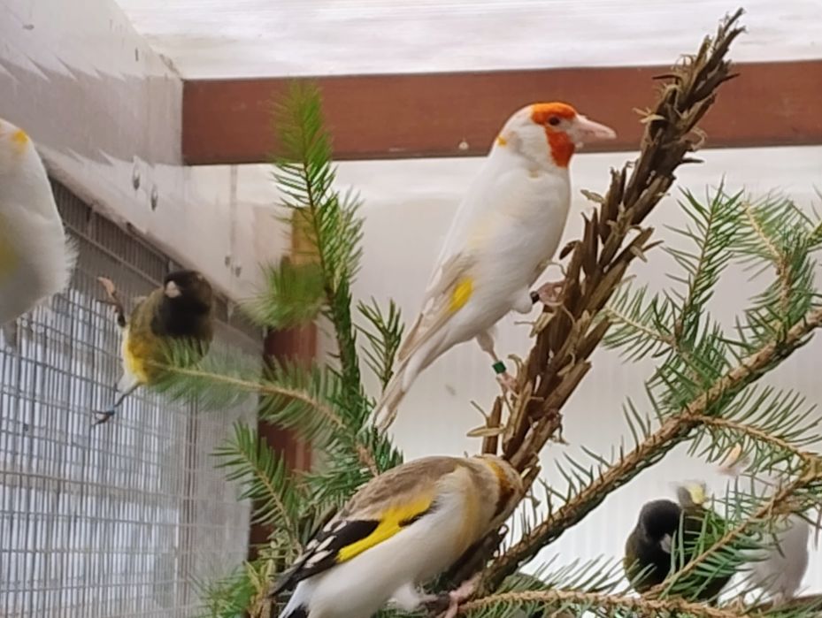 Szczygły Syberyjskie carduelis carduelis major