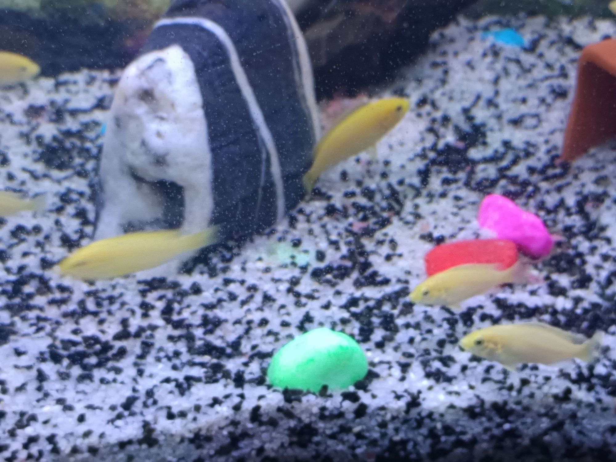 Labidochromis careuleus