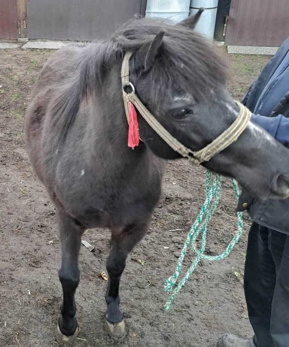 Sprzedam kuckę karą.