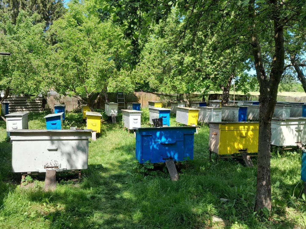 Продам пасіку та обладання