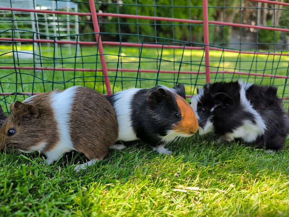 Świnki morskie małe