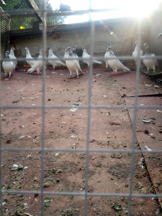 Gołębie.    .    .