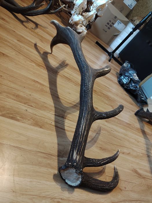 Poroże jelenia zrzuty mylkusy