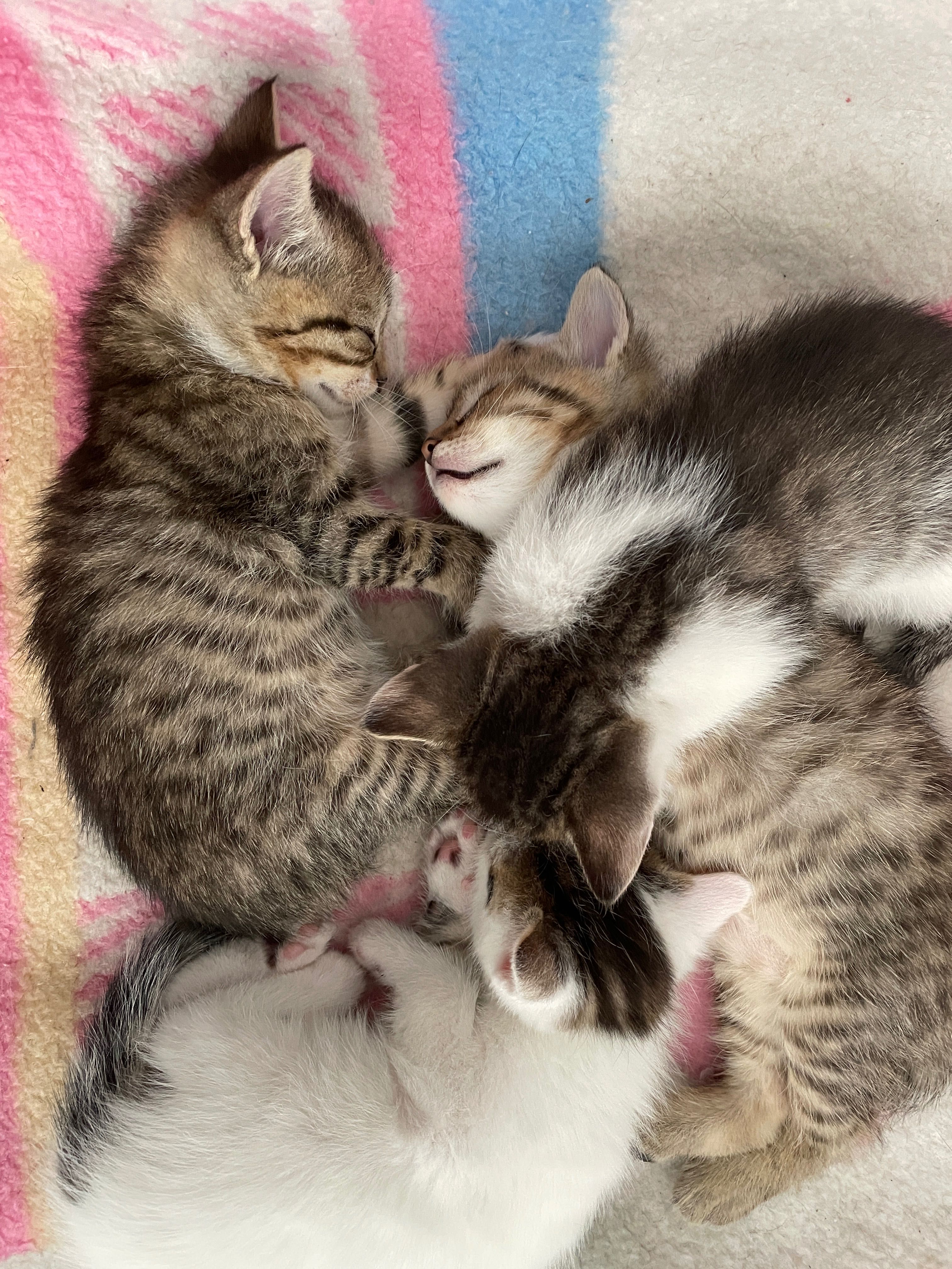 Oddam śliczne kotki do adopcji!