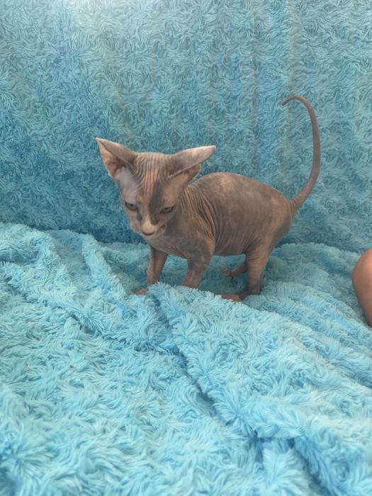 Бусінка канадський сфінкс