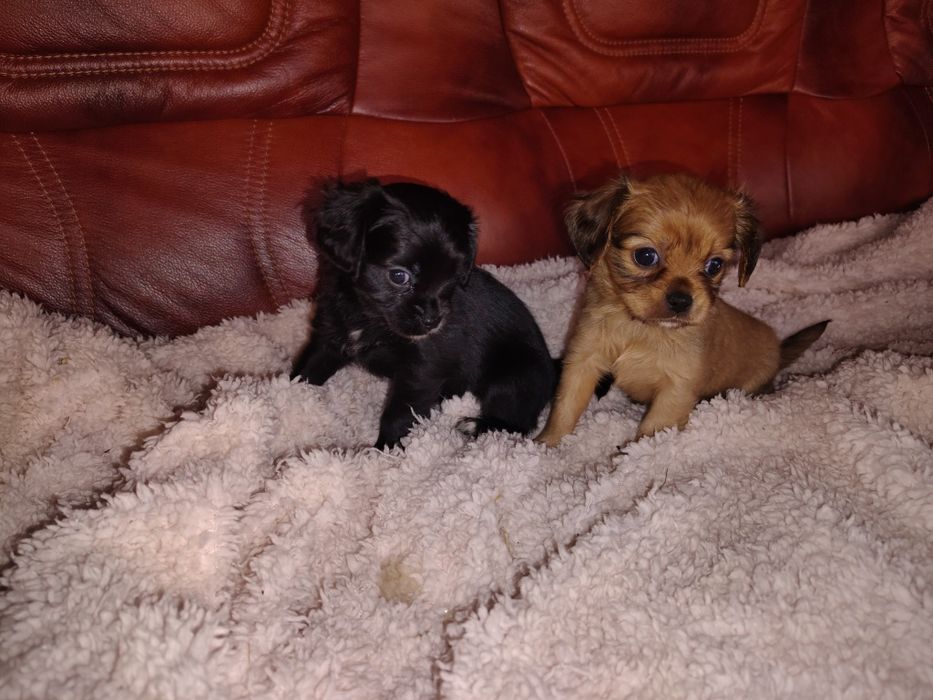 Cavapoo, cavalier King Charles spaniel & pudel toy, sunia