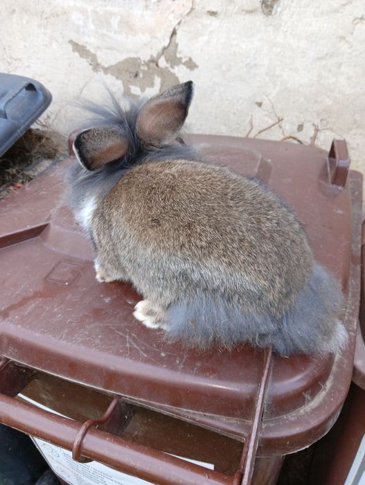 Sprzedam młode króliki miniaturki do dalszego chowu zapraszam do obejr
