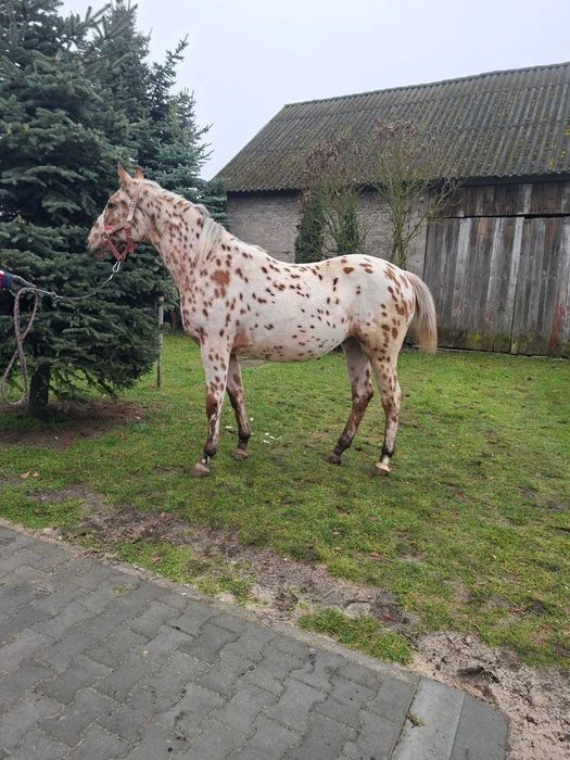 Sprzedam klaczkę tarantke