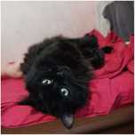 Czarny, puchaty kotek Baron, FIV+, 2-3 lata, wykastrowany