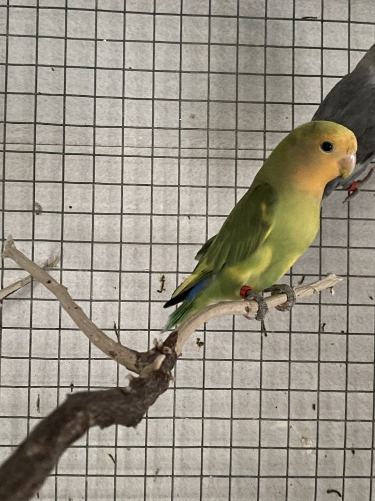 Agapornis roseicollis reprodutores