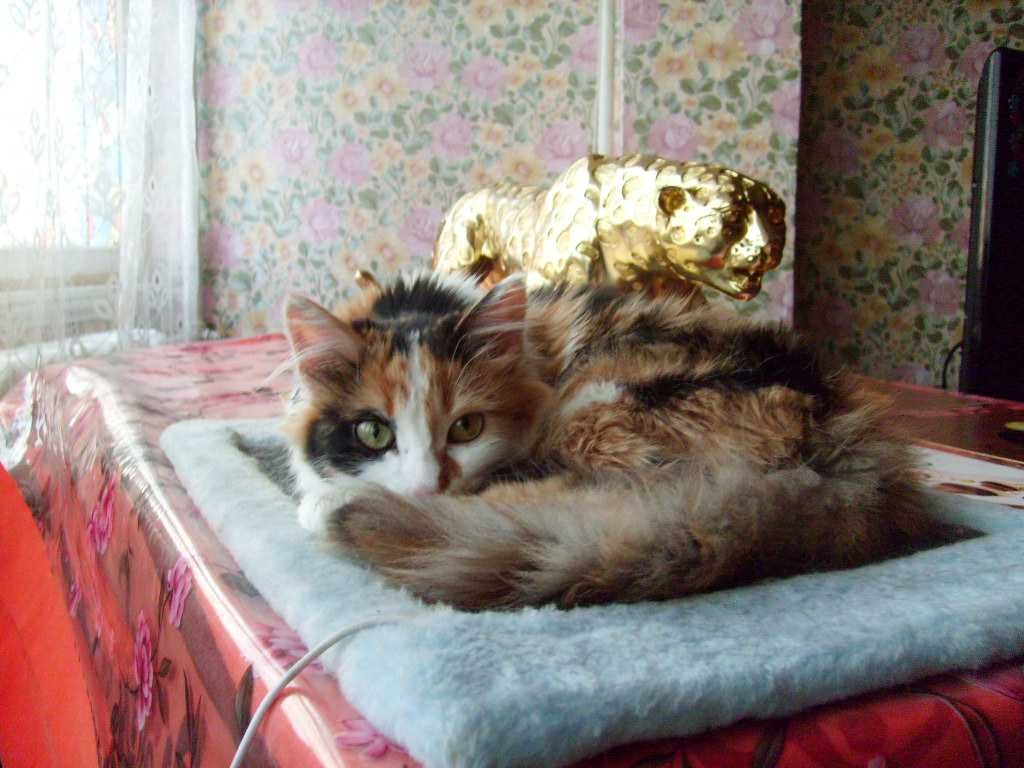 Красивая  Кошечка  ищет ЖЕНИХА