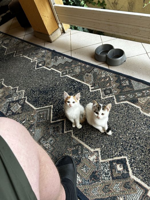 Віддам у хороші руки кошенят