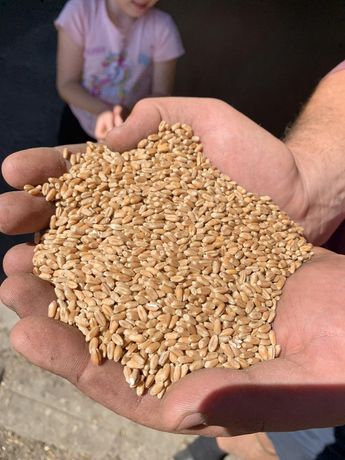Пшениця посівна сорт "тайра" перша репродукція