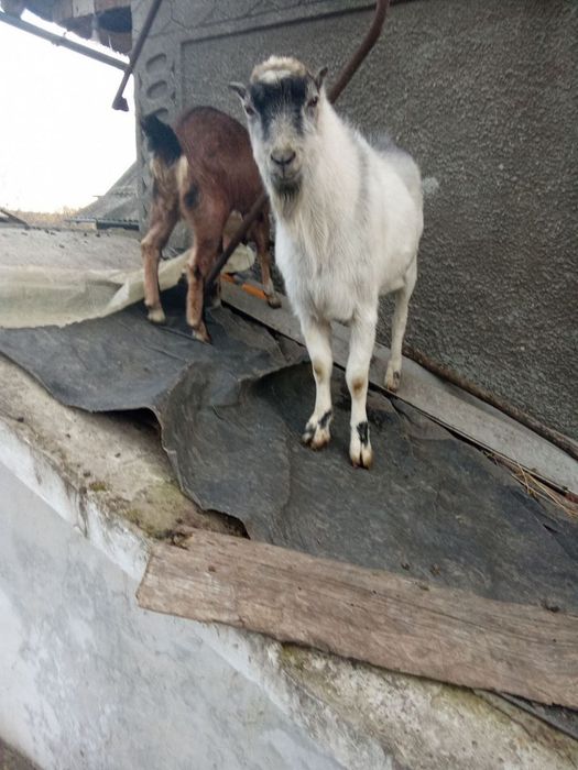 Продається козел