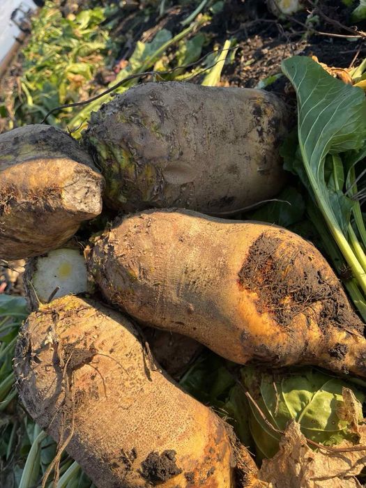 Кормовий буряк опт