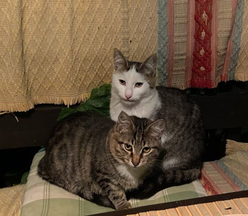 Кошенята в добрі руки