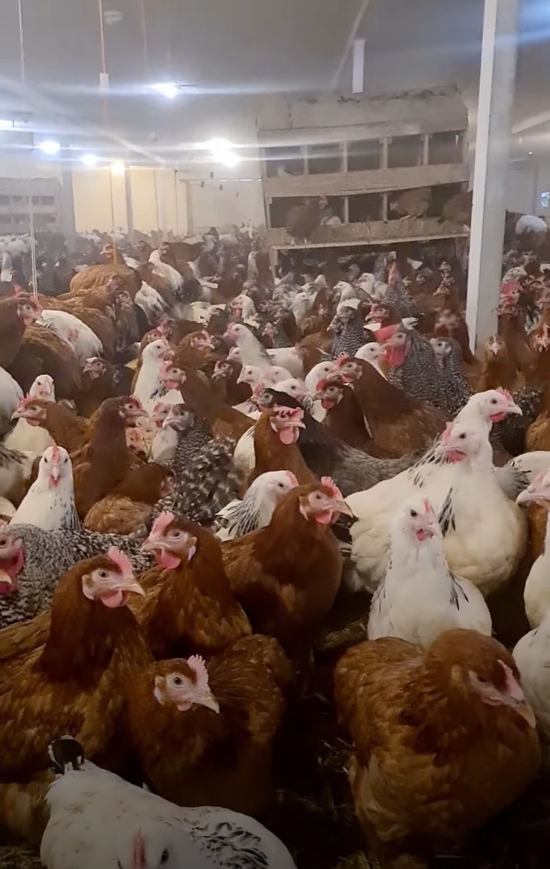 Kury Nioski Leghorn z Jajkiem! Wysyłka cały Kraj.