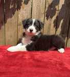 Border collie- piesek