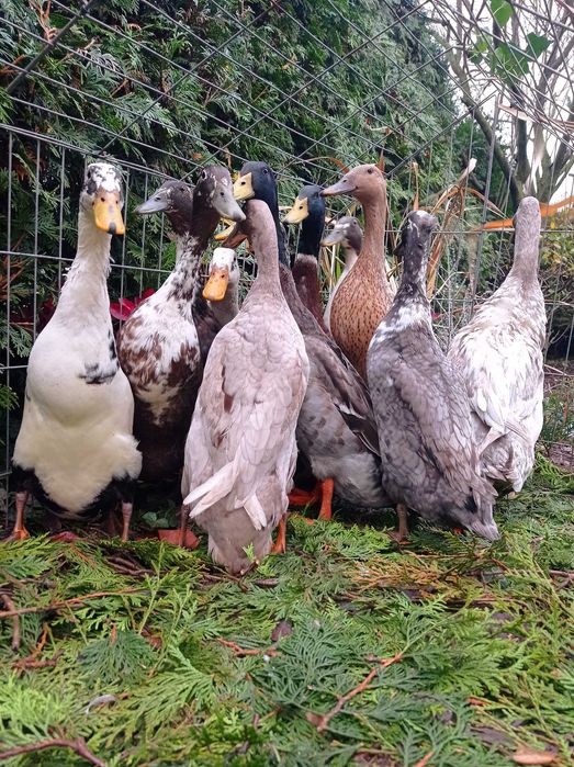 Biegus indyjski, biegusy, kaczki ozdobne, pary