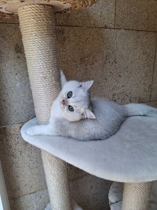 Gatinha British Shorthair