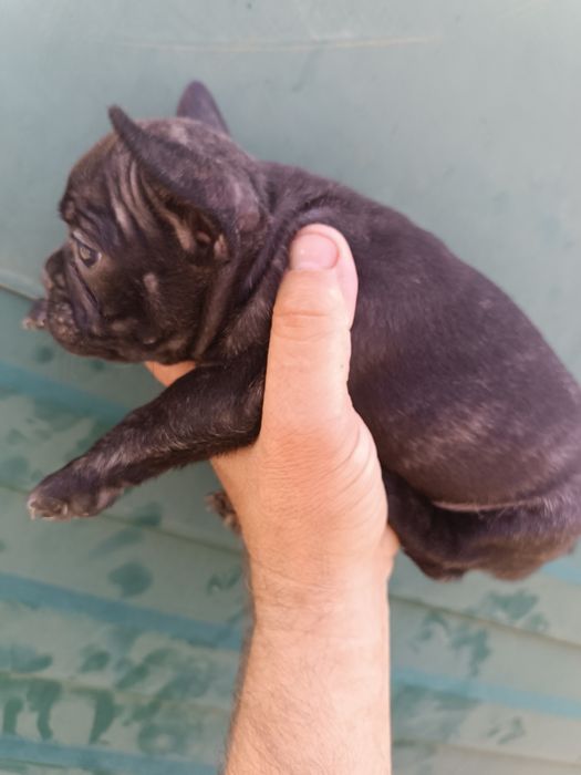 Французький бульдожка хлопці та дівки доставимо