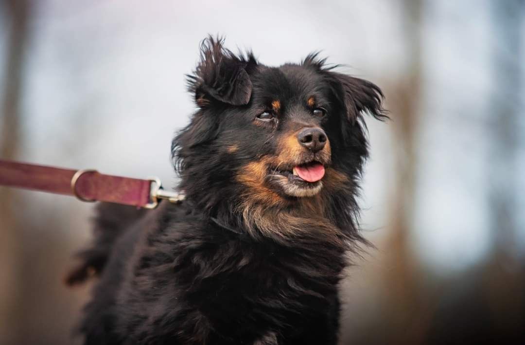 Uroczy puchaty psiak w typie aussie / border collie szuka domu