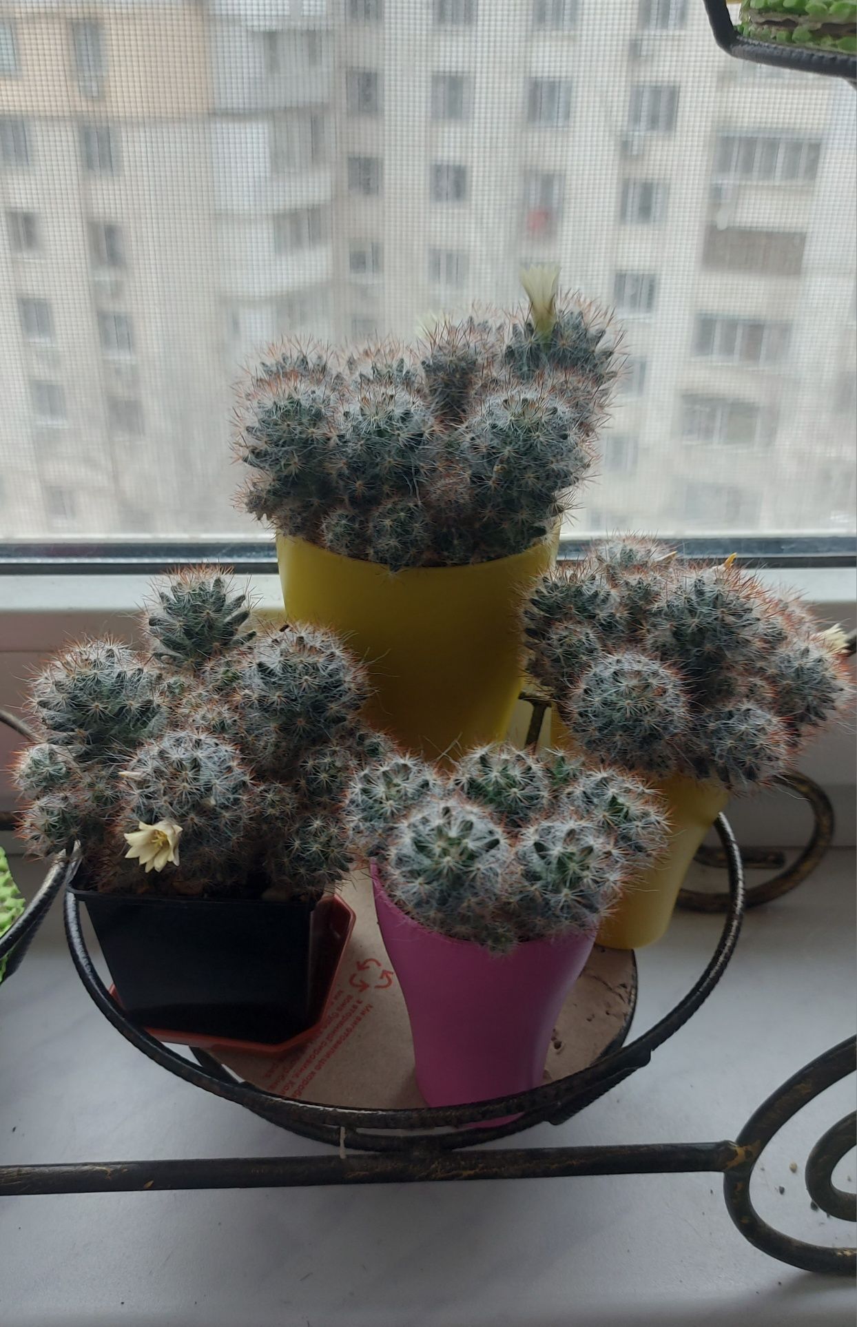 Кактус. Побегоносная (mammillaria prolifera)