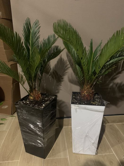 Цикас висота   1 м