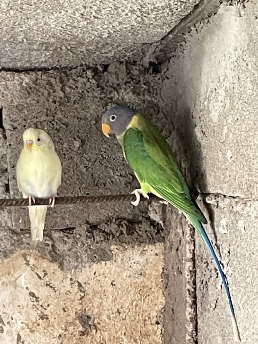 Vendo casal cabeça de ameixa