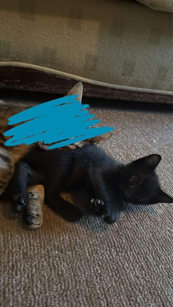Gatinho bebé macho para adoção