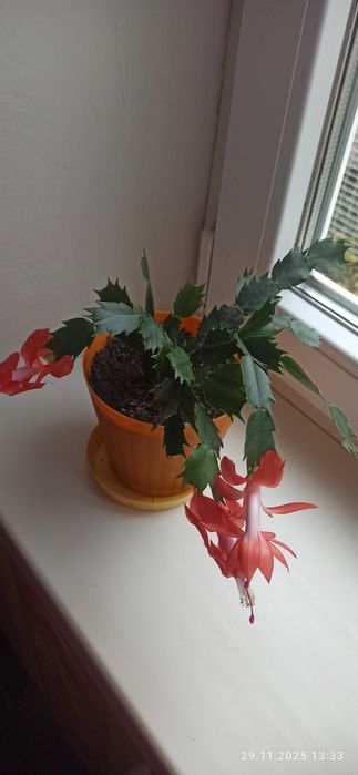 Продам різдвяник і пасхальник