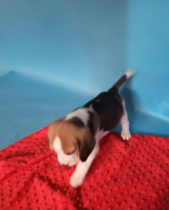 Beagle piesek sprzedam