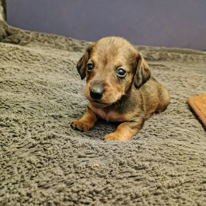 Продам щенков таксы