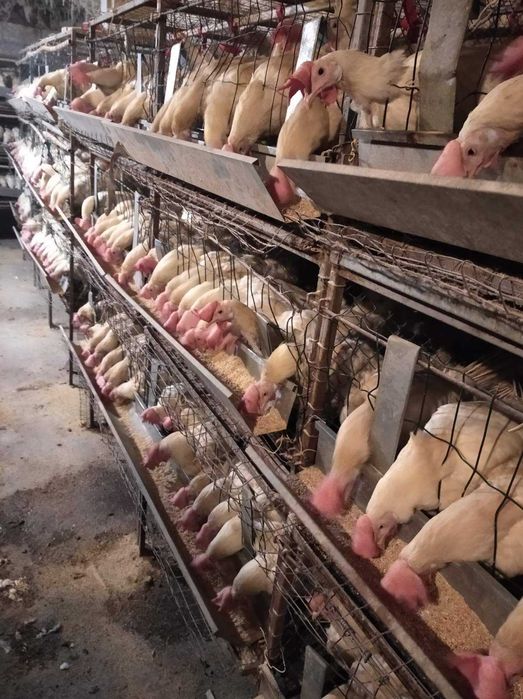 Кури-несучки. Можлива доставка!