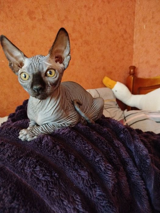 Сфінкси (Ельфи )