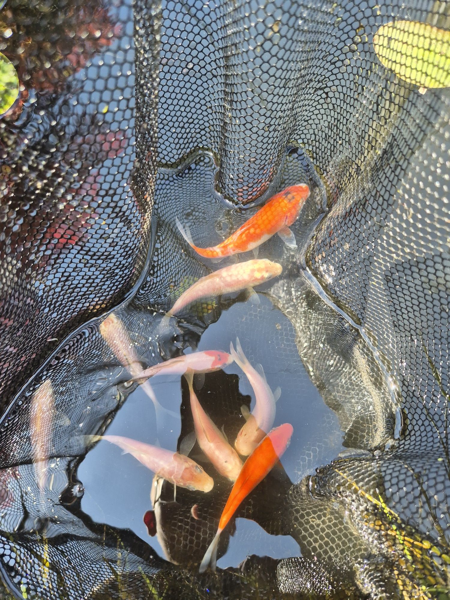 Carpas koi 7/12cm