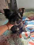 Piekny piesek Yorkshire Terrier Black