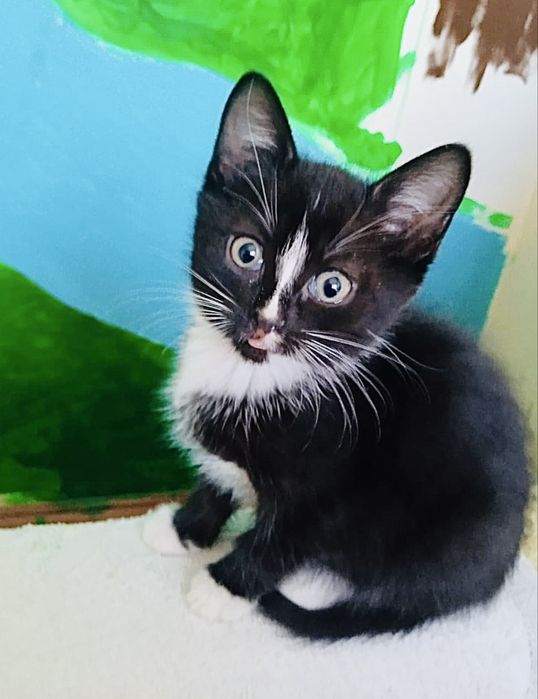 Лагідний муркотун в пошуках люблячої родини