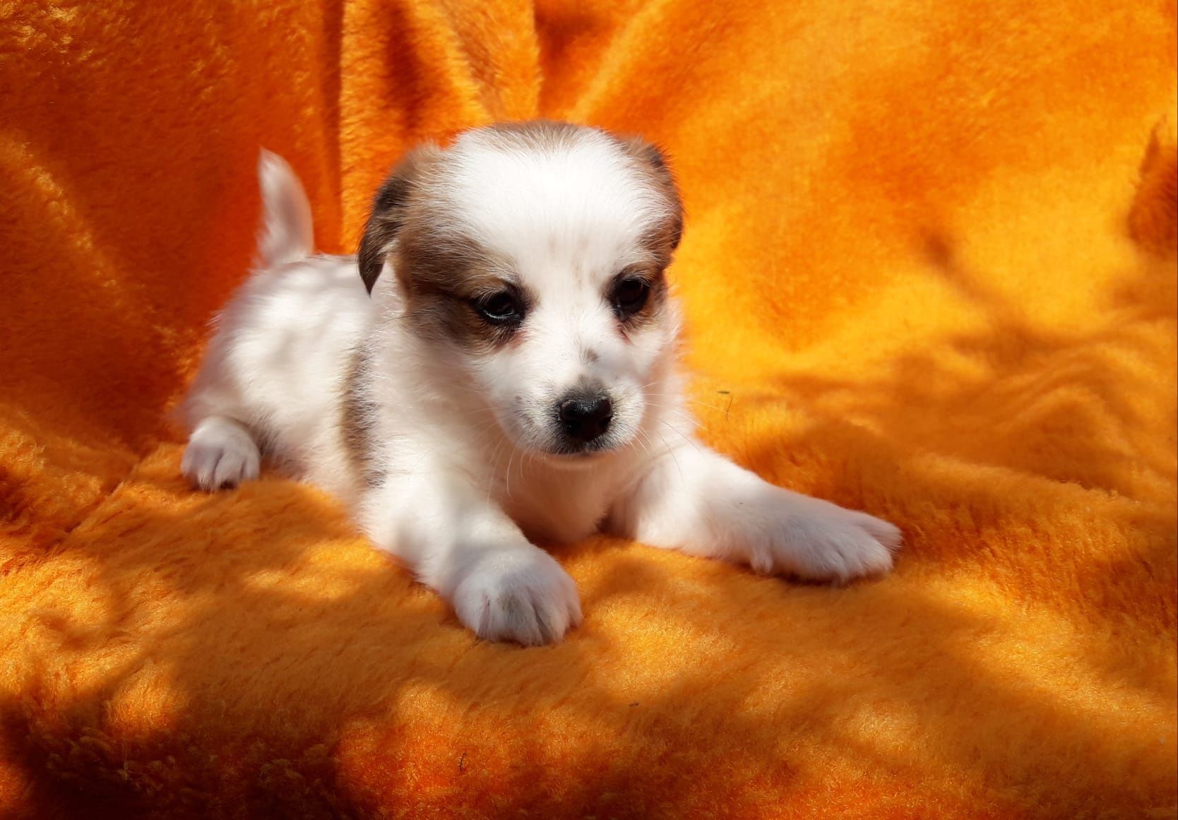 Jack Russell terrier ostatnia suczka