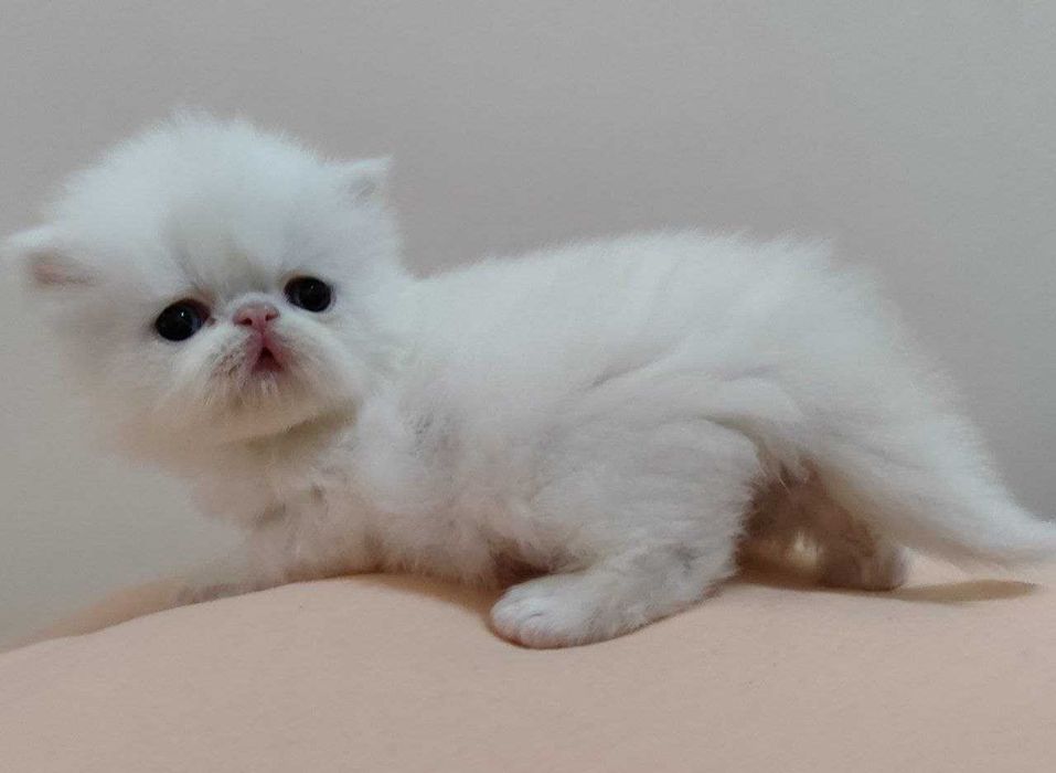 Персидські кошенята екстремального типу