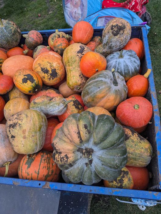 Гарбуз мускатний