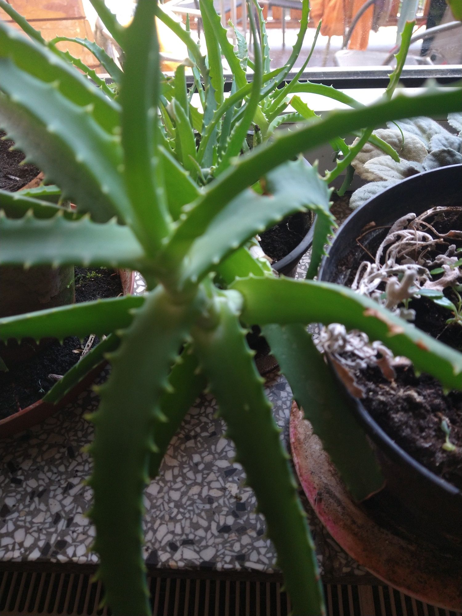 Aloes drzewiasty