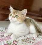Menina linda scottish straight bicolor