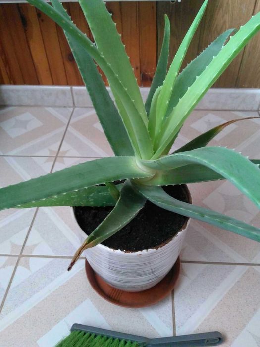 Aloes w ozdobnej doniczce