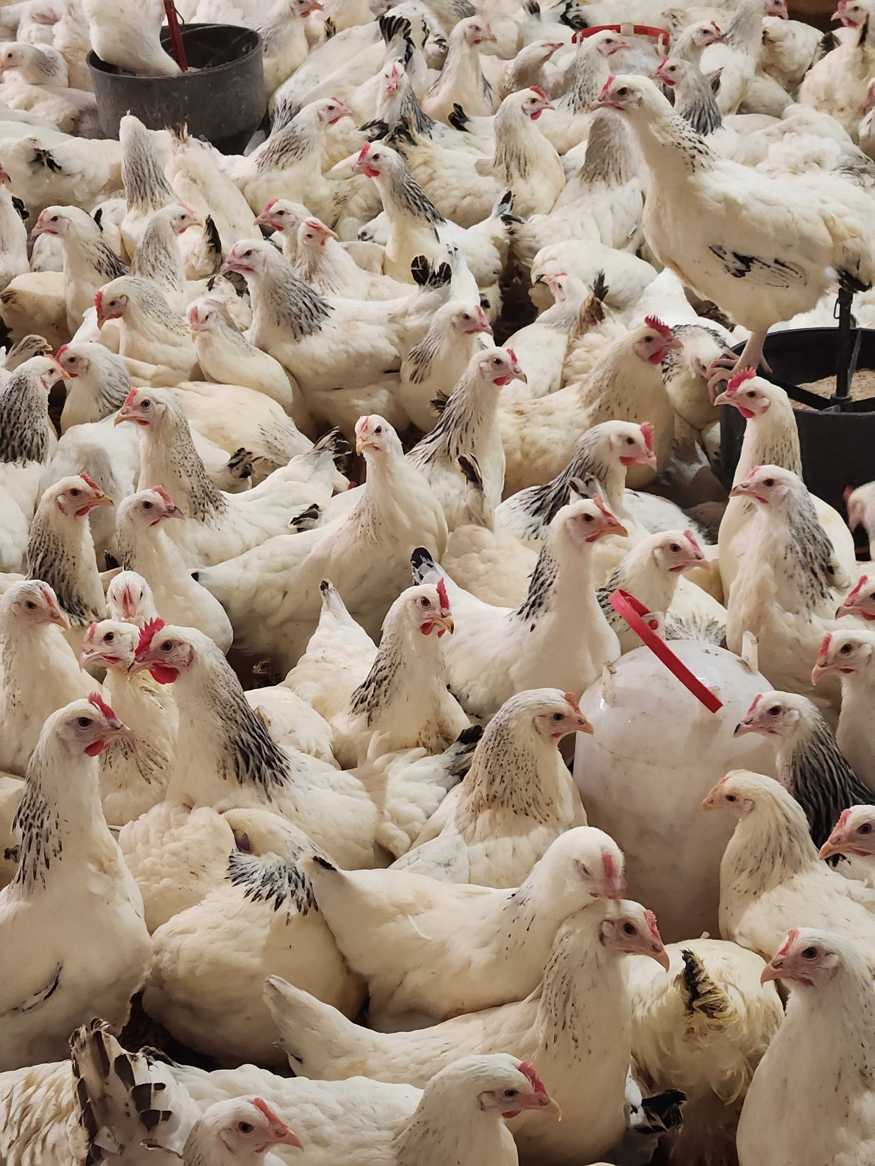 Kury z wolnego wybiegu ! Leghorn Messa Rossa ! ZAPRASZAM !