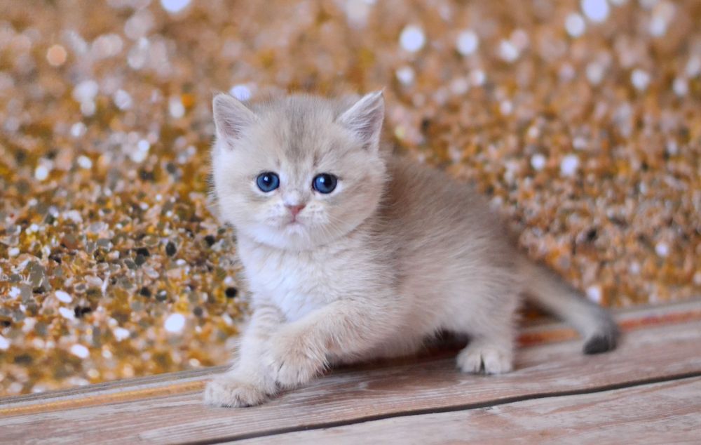 Британський хлопчик