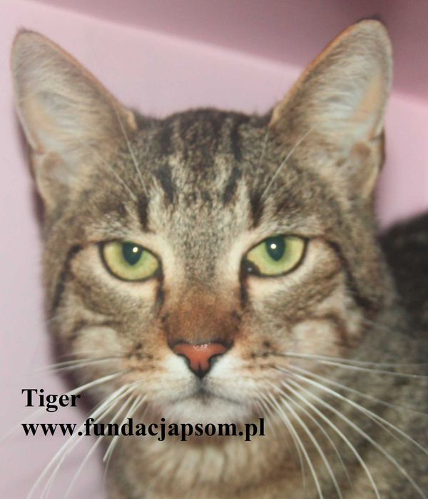 Tiger, miły kocurek szuka domku