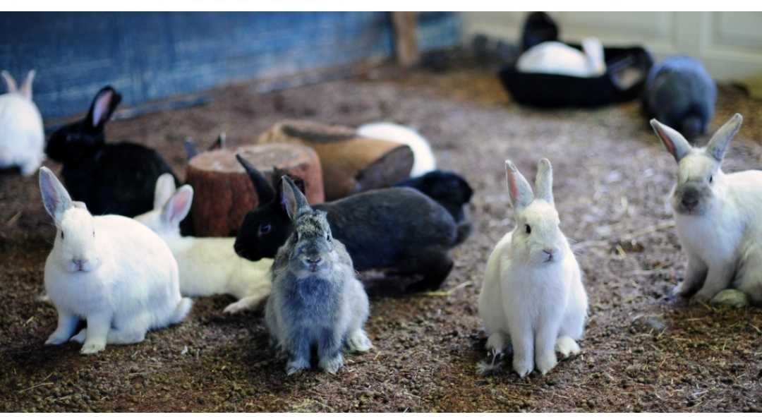 Vendo Coelhos caseiros de confiança.
