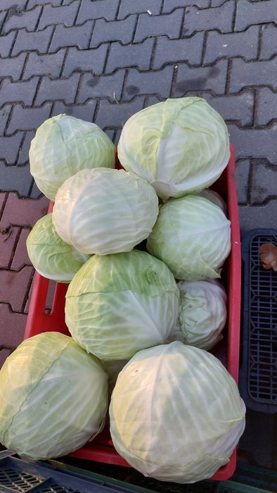 Kapusta główka od rolnika